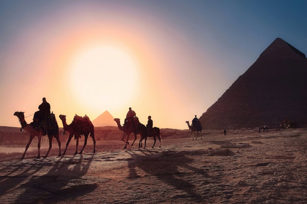 Kamele in Ägypten bei Gegensonne an den Pyramiden