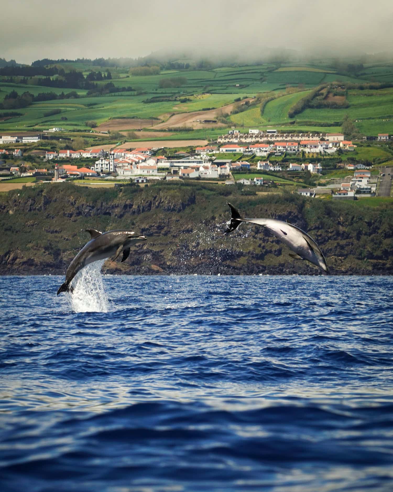 Delfine im Wasser vor der Azoreninsel São MIguel