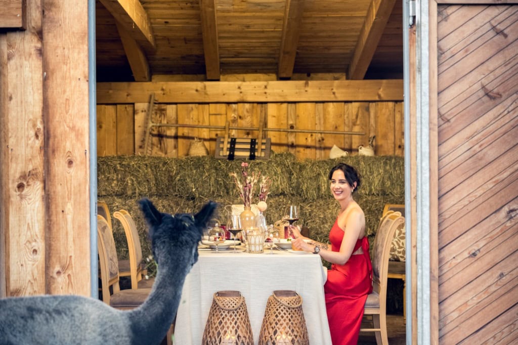 Eine Frau in einem roten Abendkleid sitzt an einem fein gedeckten Tisch mitten in einem Stall. Vor ihr steht ein schwarzes Lama und schaut sie an.