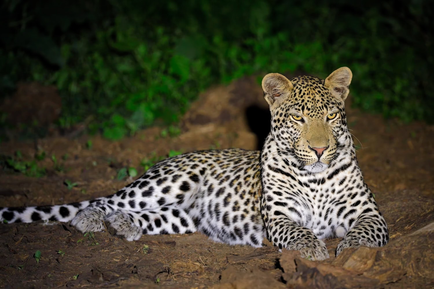 Leopard bei Nacht in Südafrika auf Safari