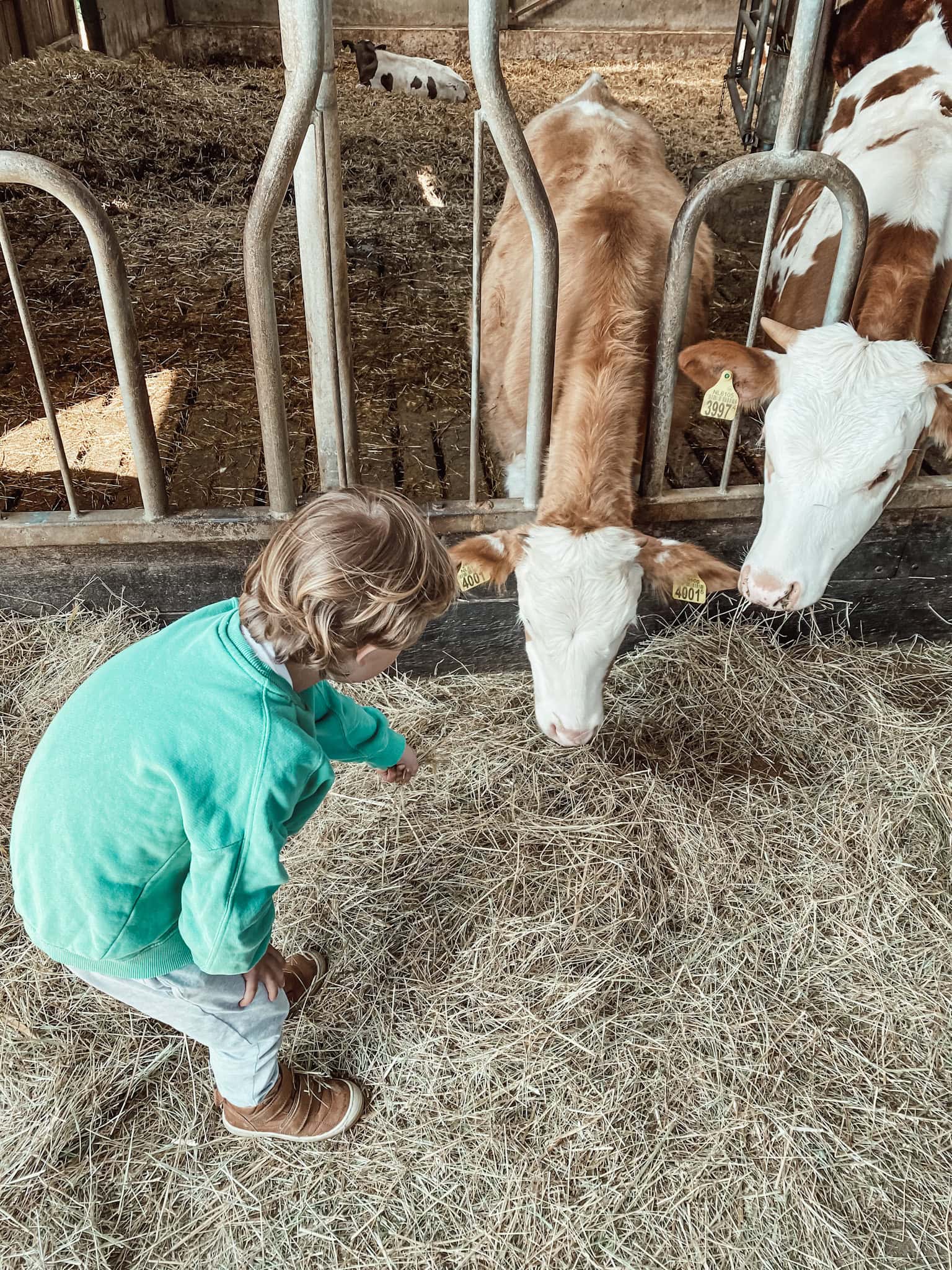 Zeeland mit Kindern: Junge füttert Kühe auf dem Bauernhof