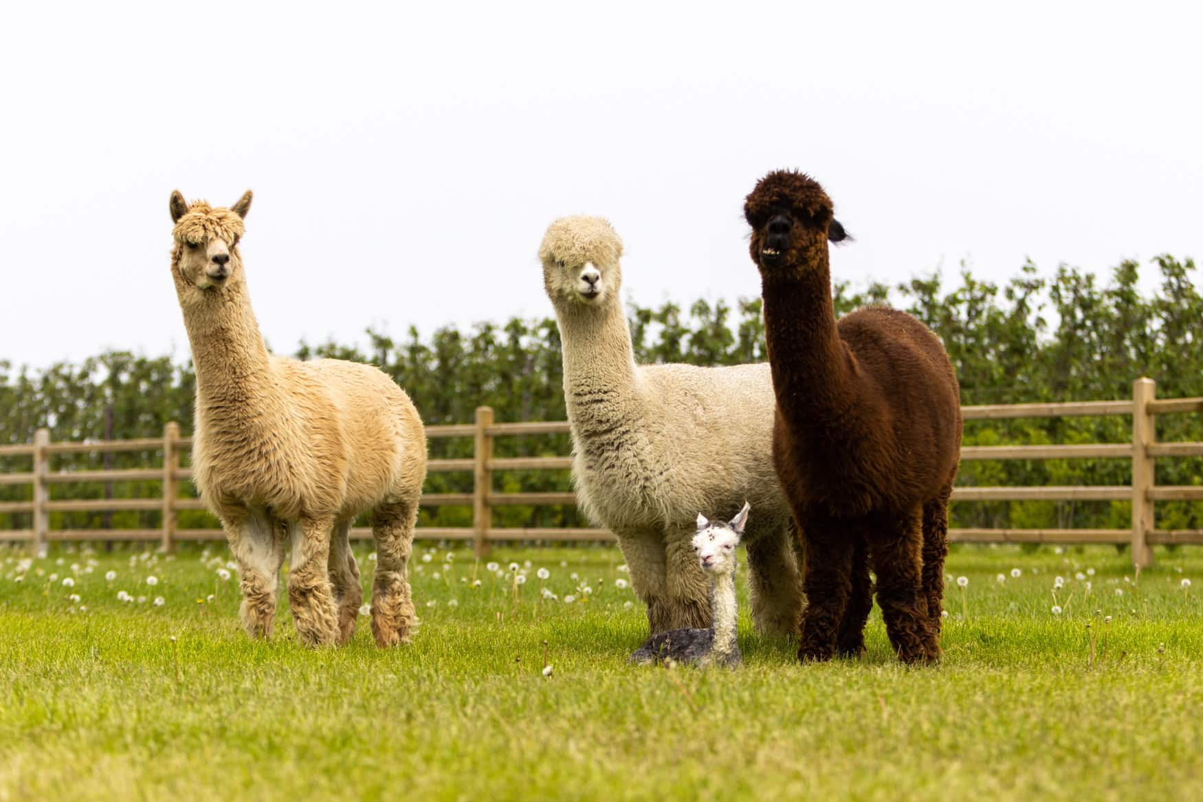 Zeeland mit Kindern besondere Erlebnisse: Alpaca-Wanderung