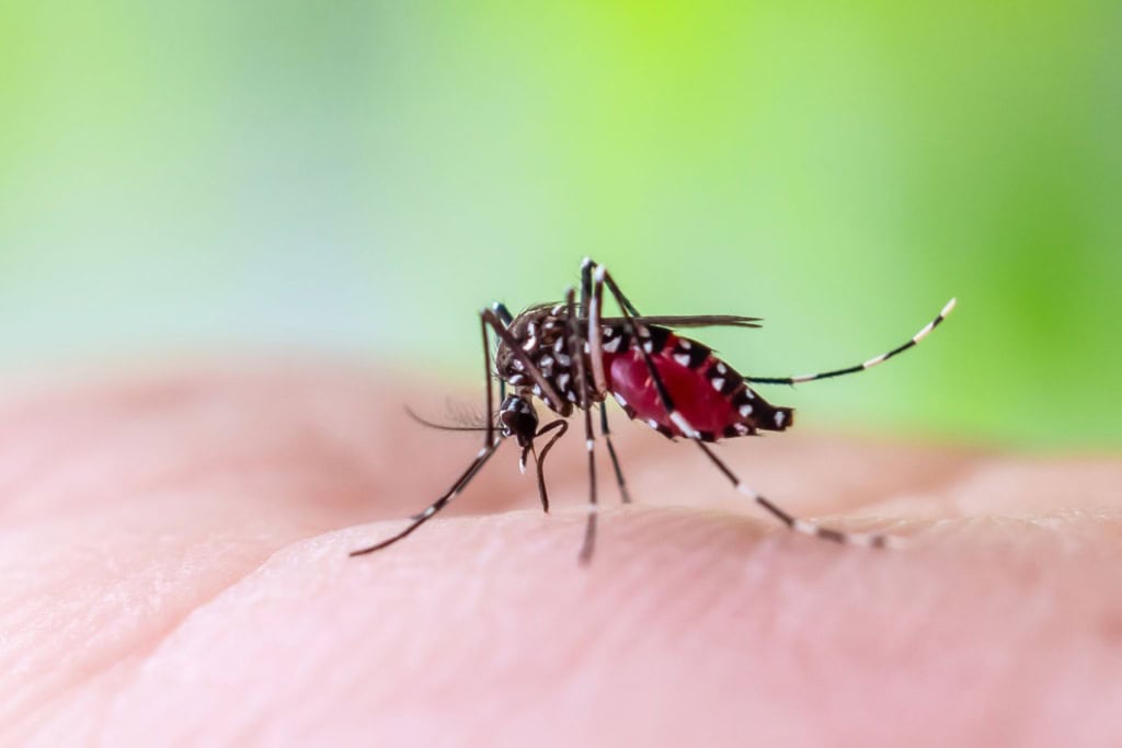 Dengue-Fieber auf den Malediven: Aedes aegypti Mücke auf menschlicher Haut