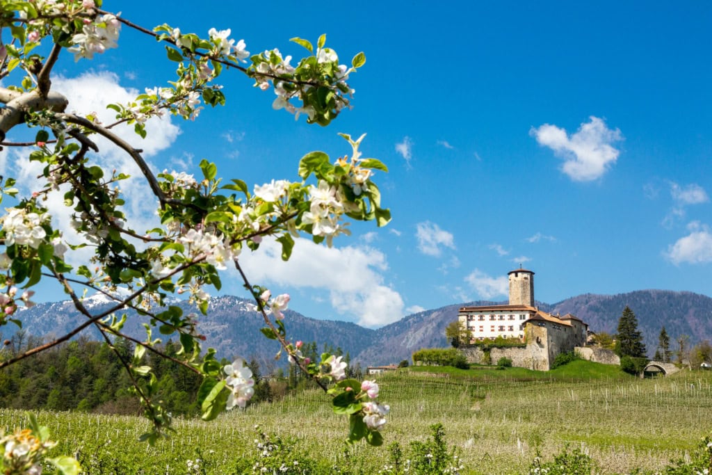 Blick aufs Tassullo Castel im Trentino, das auf einer Anhöhe nach einer grünen Wiese liegt, im Vordergund ein Ast mit Blüten, im Hintergrund Berge und ein blauer Himmel mit einzelnen Wolken.