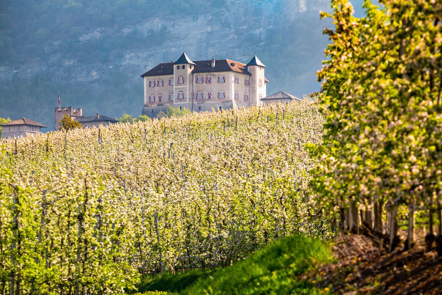 Blick auf das Castel Thun im Trentino über ein blühendes Feld hinweg mit Obstzweigen.
