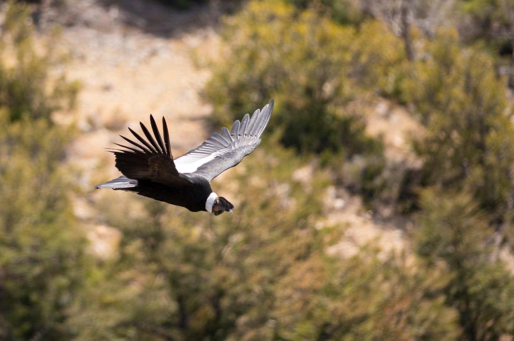 Wildtierbeobachtung Chile: Beindruckend ist eine Begegnung mit einem Andenkondor in Patagonien