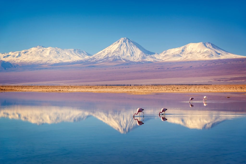 Einige Flamingos stehen in einem flachen See in der Atacama-Wüste. Am Horizont ragen die schneebedeckten Gipfel der Anden auf. Das Ufer des Sees liegt horizontal in der Mitte des Bilds, sodass die Berge sich mittig im See spiegeln.