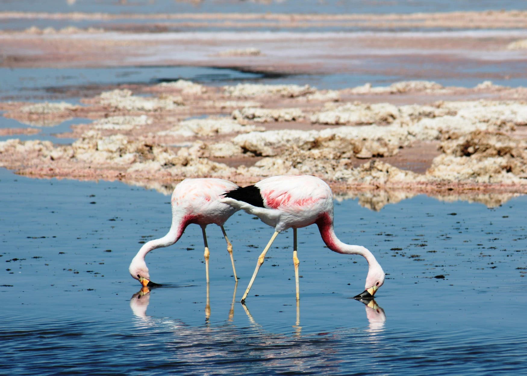 Flamingos in den Salzlagunen der Atacama-Wüste in Chile