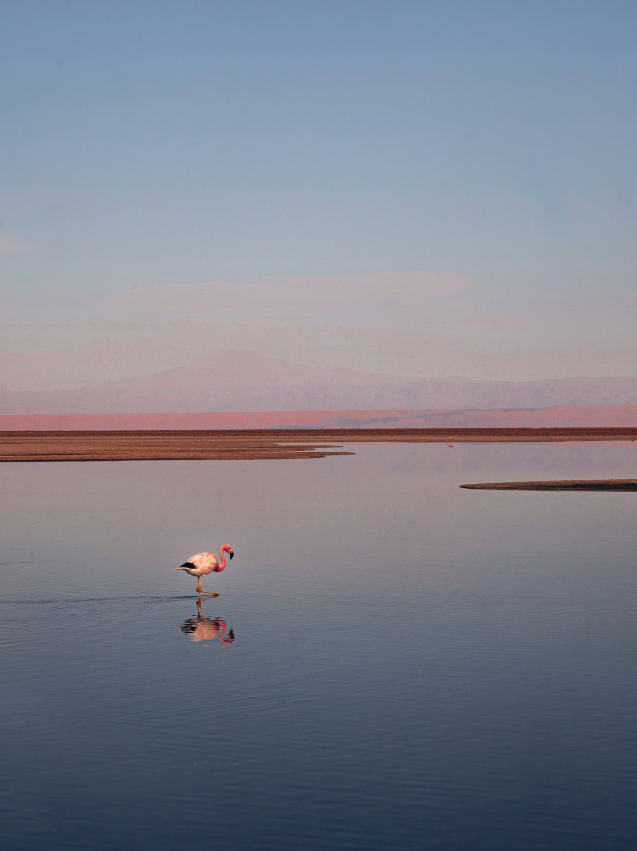 Flamingos in den Salzlagunen der Atacama-Wüste in Chile