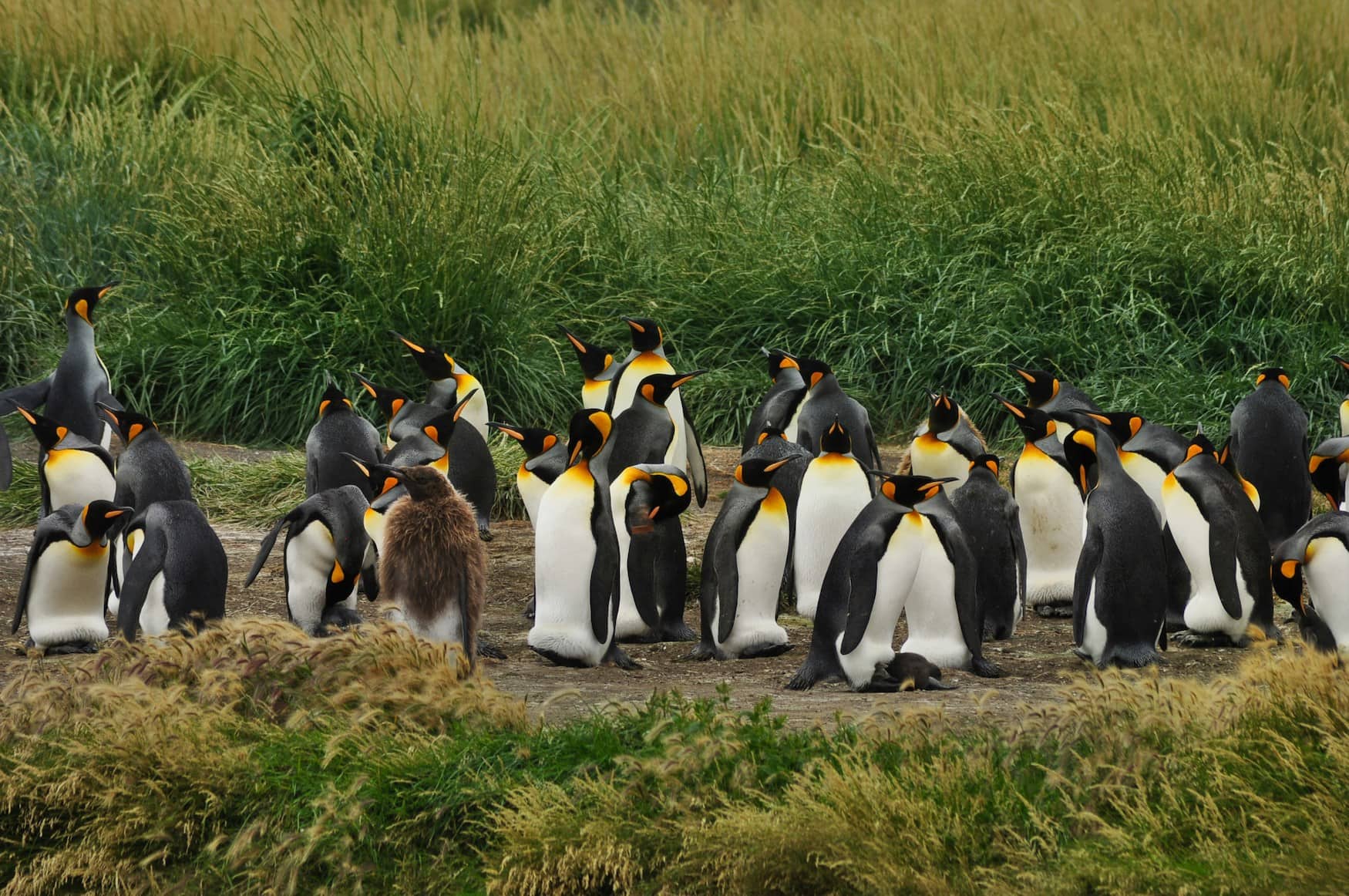 Kolonie Königspinguine in Feuerland