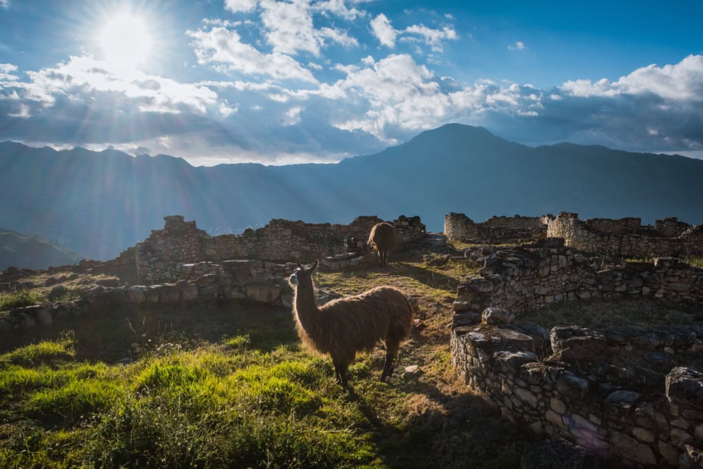 Lamas in der Festung Kuélap.