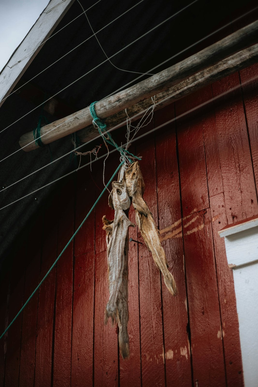 Getrockneter Skrei hängt am Holzgestell vor roter Fischerhütte auf den Lofoten, traditioneller Stockfisch