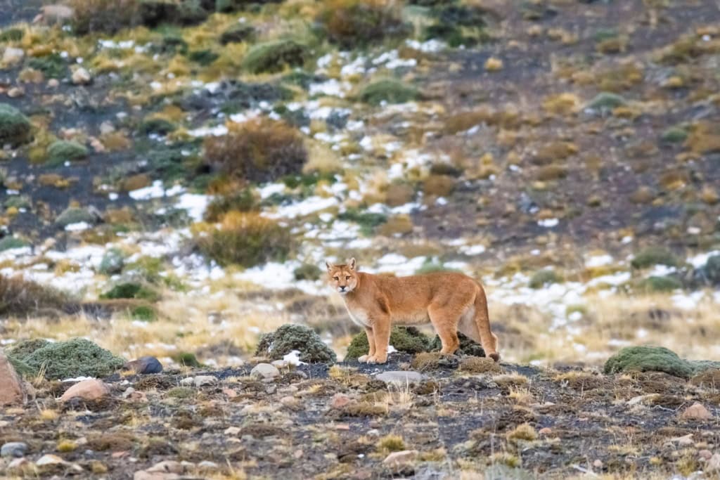 Puma im Torres-del-Paine-Nationalpark in Patagonien