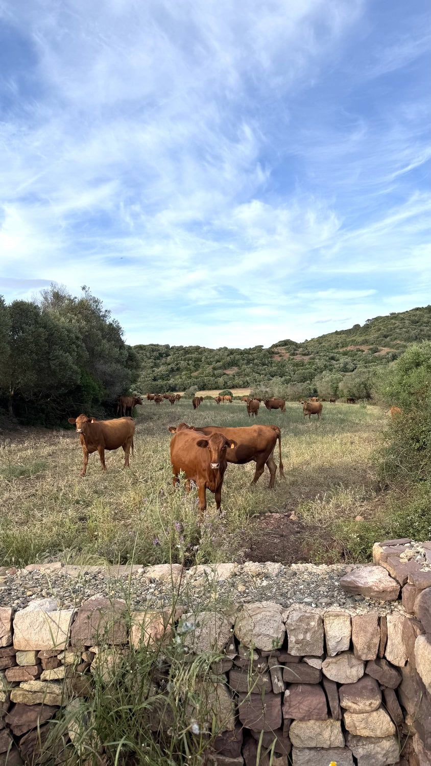 Herde der rotbraunen menorquinischen Rinderrasse Vaca Roja auf einer Weide hinter typischer Trockensteinmauer, im Hintergrund hügelige Macchia-Landschaft unter weitem blauen Himmel