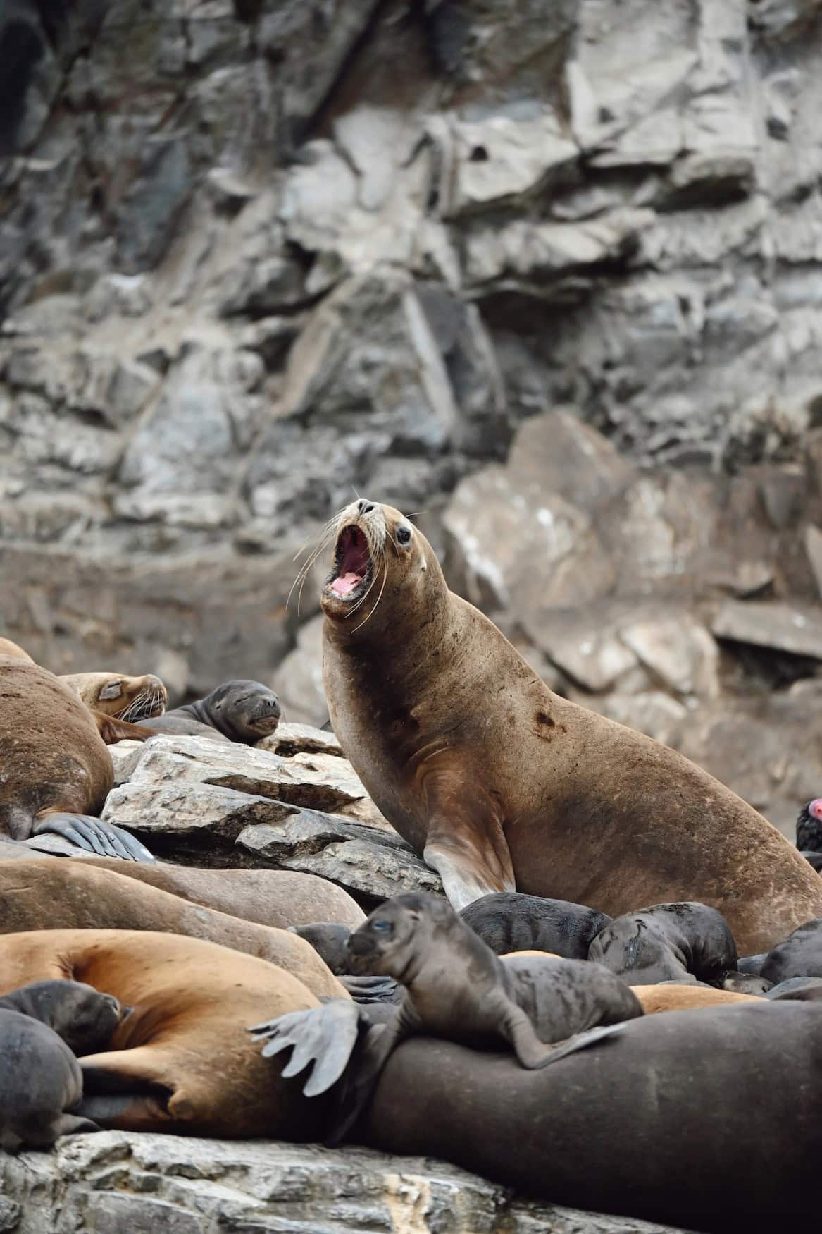 Südamerikanische Seelöwen und Robben auf Felsen in den Fjorden Patagoniens