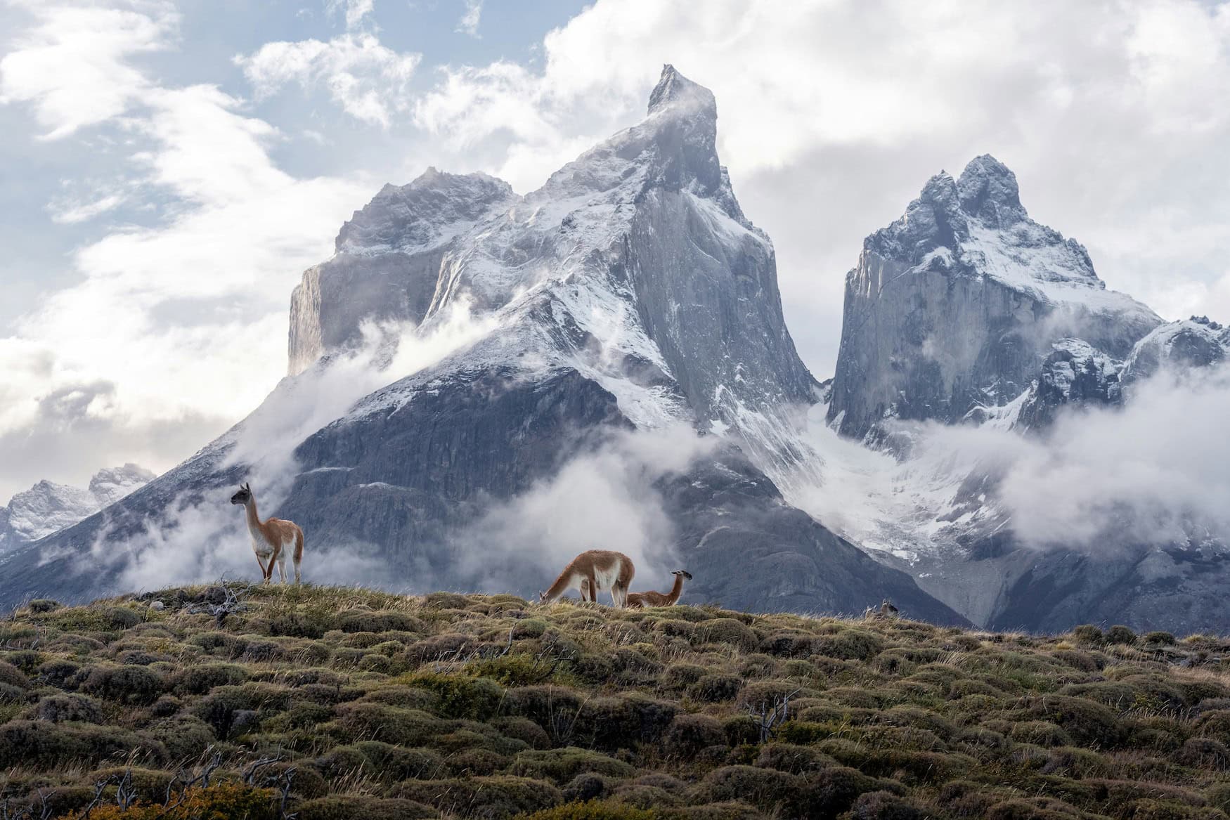 Guanakos im Torres de Paine