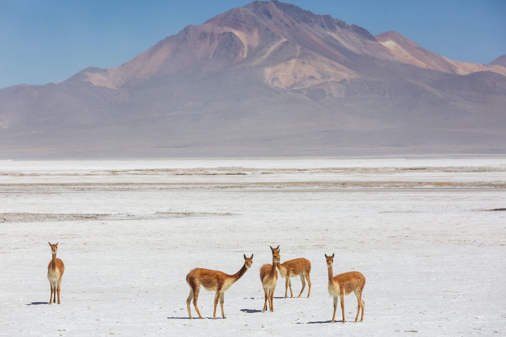 Wildtierbeobachtung Chile: Vikunjas auf dem andinen Hochplateau, dem Altiplano