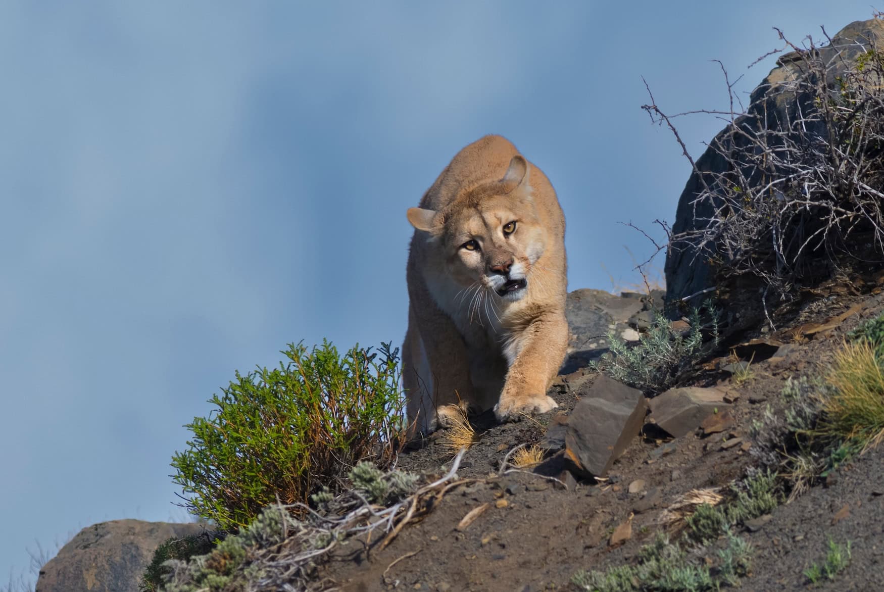 Ein Puma im Torres de Paine