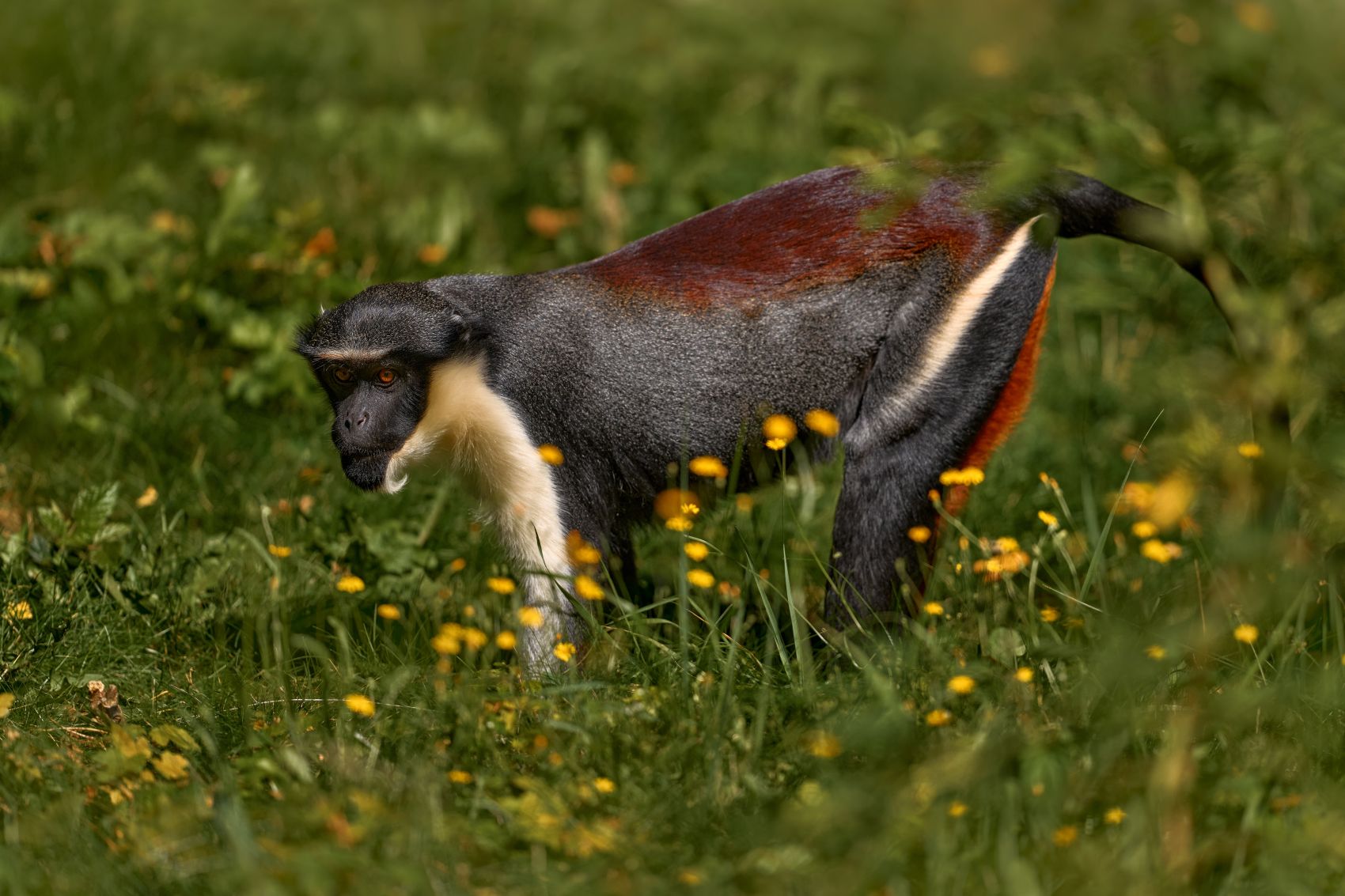 Diana-Meerkatzenaffe im Taï-Nationalpark in der Elfenbeinküste zwischen Gras und gelben Wildblumen.