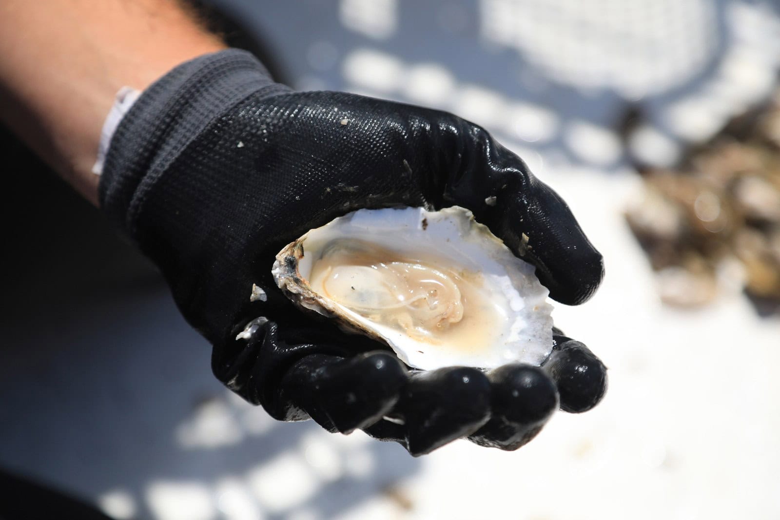 Hand im schwarzen Handschuh hält eine frisch geöffnete Auster aus Panacea, Florida, über einer Kiste mit Austern