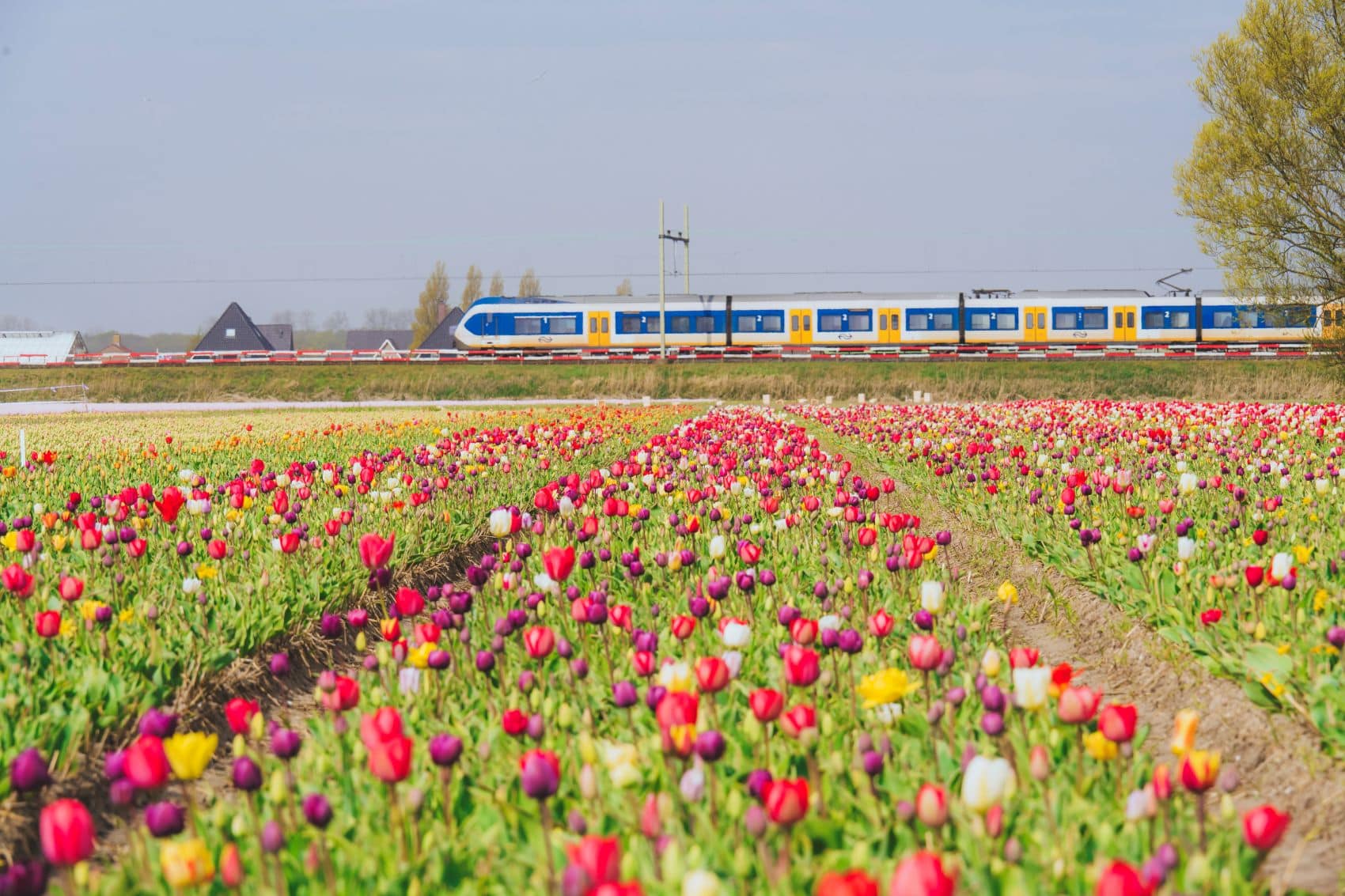 Niederlande: Zug fährt an einem Tulpenfeld vorbei 