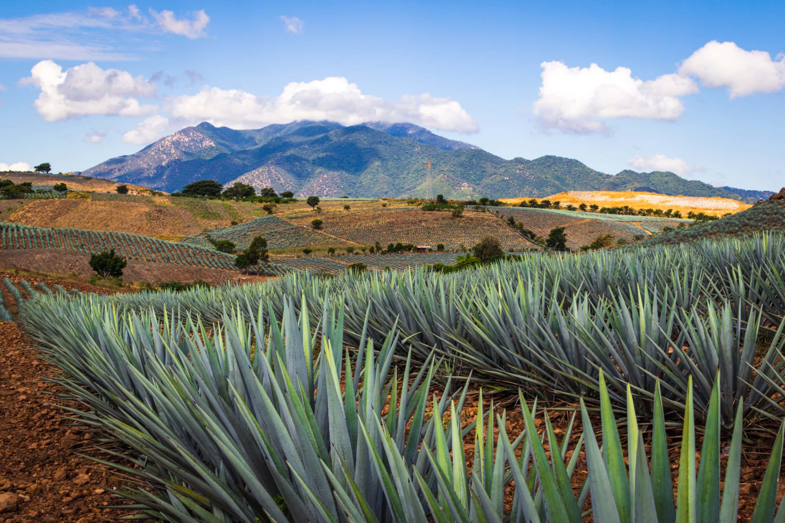 Eine Agavenlandschaft im Bundesstaat Jalisco.