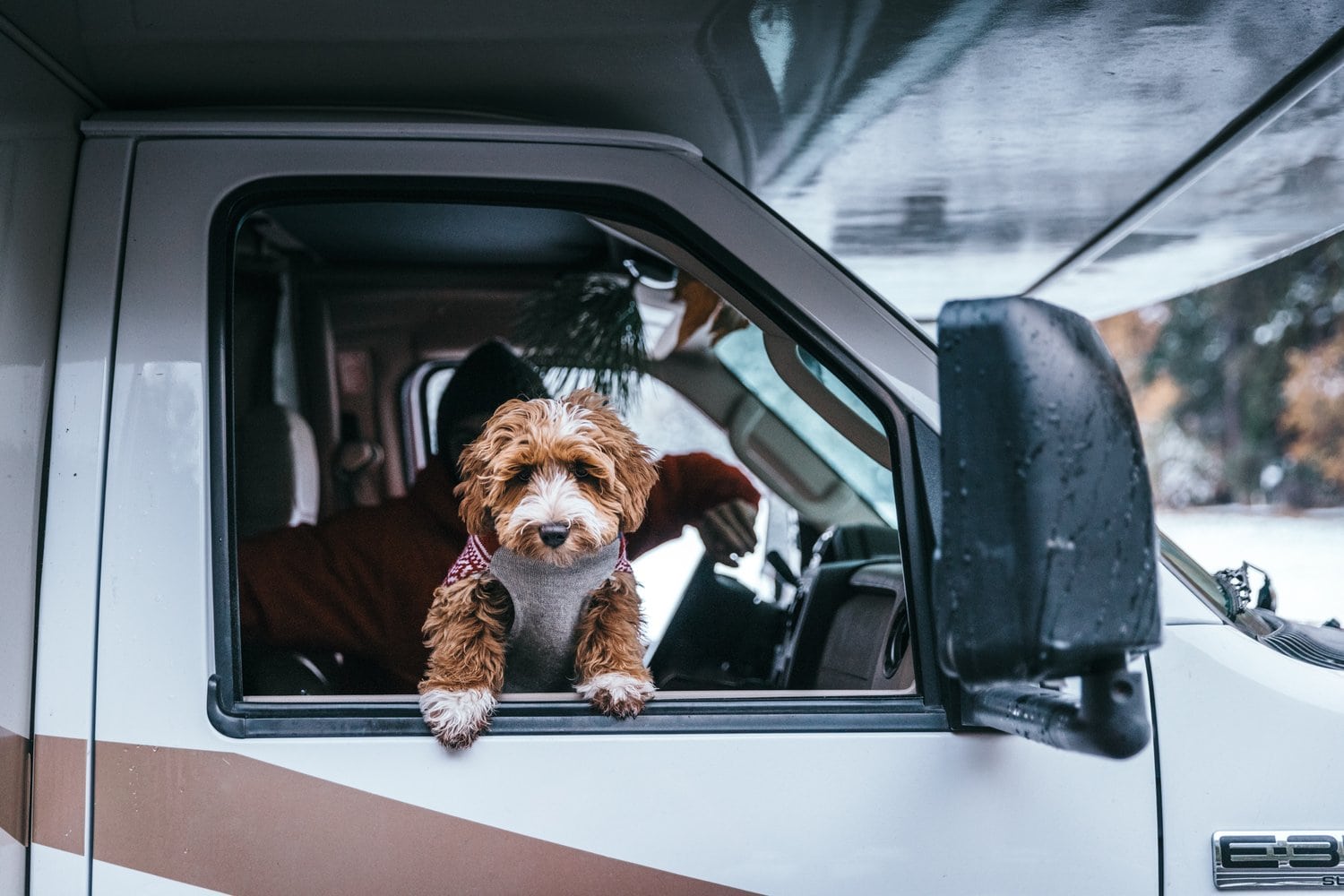 Brauner Labradoodle-Welpe schaut aus demheruntergelassenen Beifahrerfenster eines Wohnmobils bei Regenwetter.