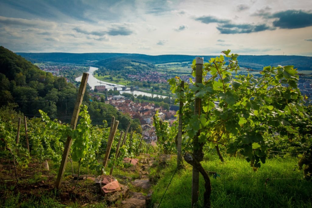 Blick von oben auf einen schmalen Pfad, der durch einen Weinberg hinab ins Maintal führt. Im Tal selbst sind mehrere Ortschaften mit zahlreichen roten Dächern sichtbar.