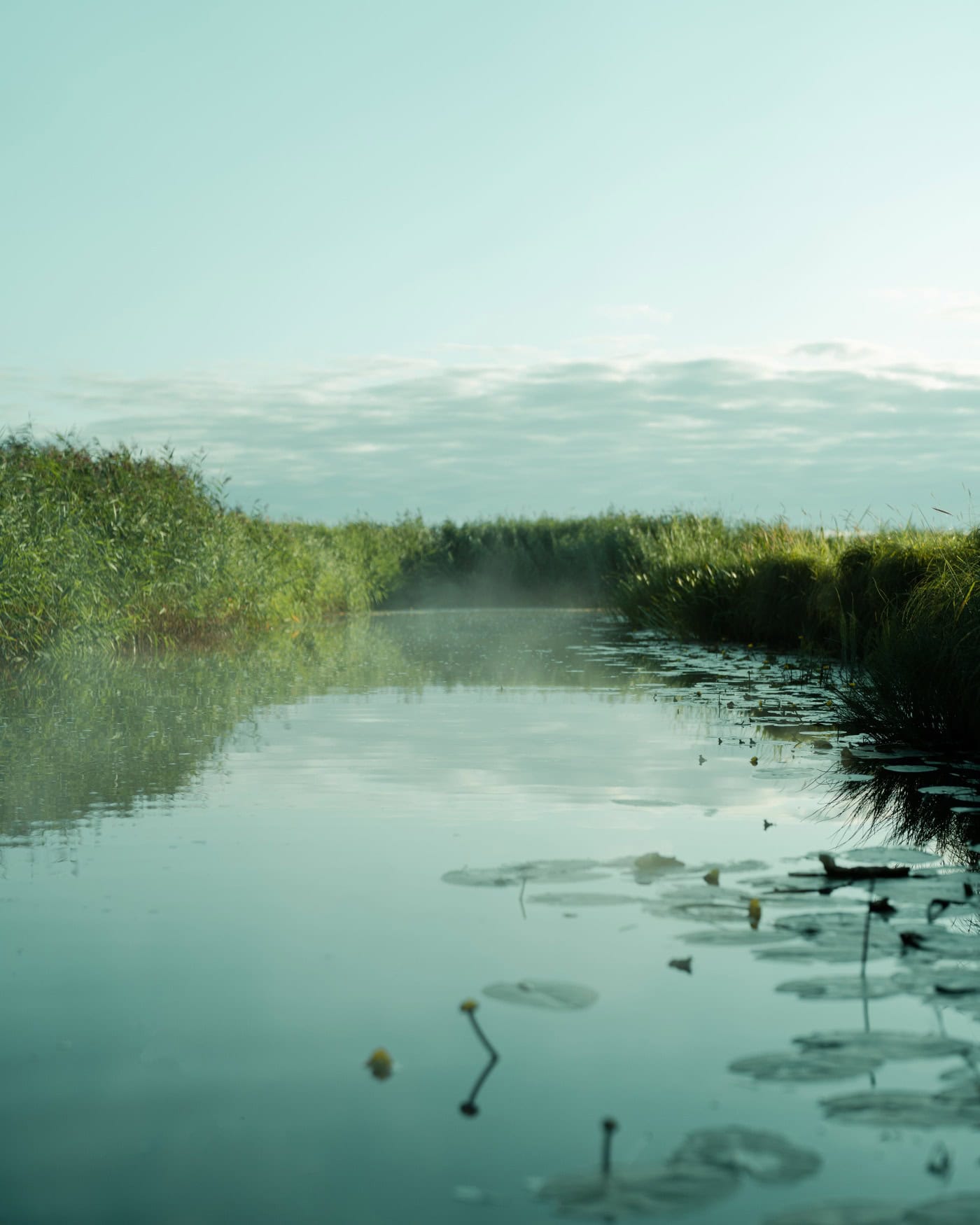 Ein breiter, ruhiger Fluss in Estland. Das Ufer ist von hohen Gräser bewachsen, der fast schon türkisfarbene Himmel mit weißen Wolken getupft.