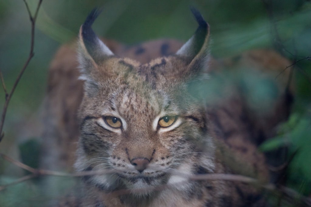 Ein Luchs in Nahaufnahme schaut genau in die Kamera.