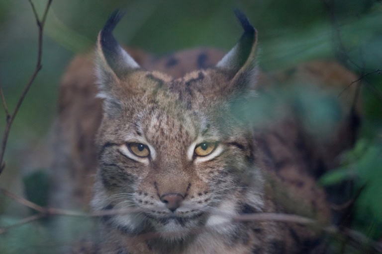 Von Bären und Flughörnchen: Diese Tiere wuseln durch Estland