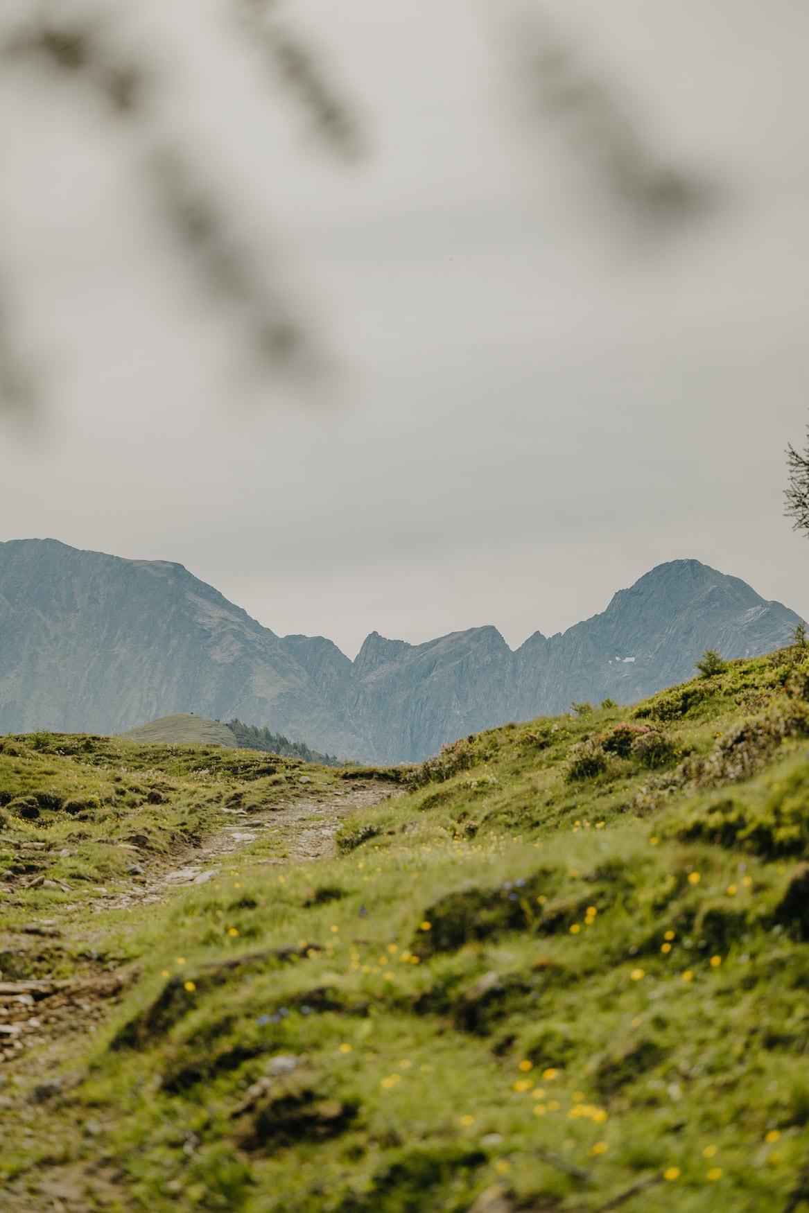Ein Weg schlängelt sich durch eine grüne Wiese und gibt einen Ausblick auf die Dolomiten auf der Rodenecker-Lüsner-Alm in Gitschberg Jochtal 