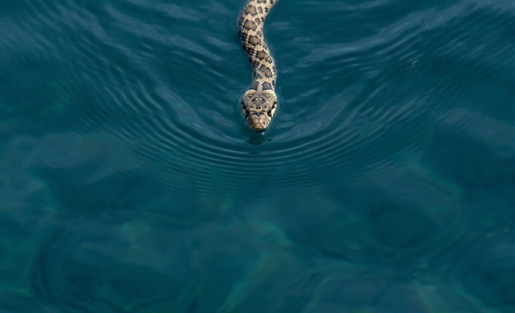 Hufeisennatter auf Ibiza schwimmend