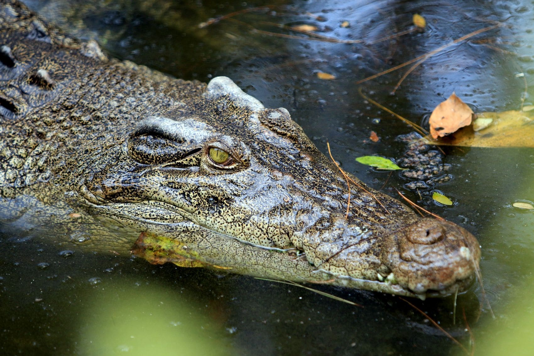 Nahaufnahme eines Salzwasserkrokodils, dessen Kopf teilweise aus dem Wasser ragt.