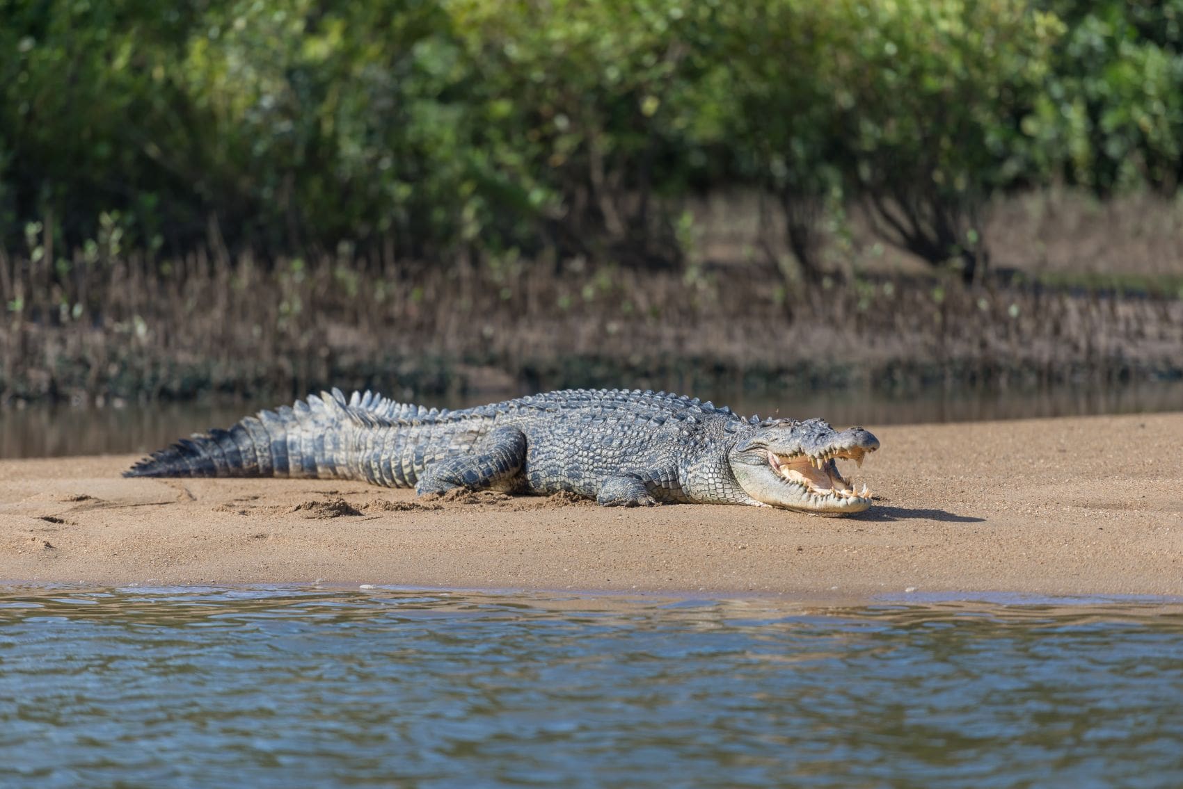 Salzwasserkrokodil mit geöffnetem Maul am Ufer des Daintree River in Queensland, Australien.