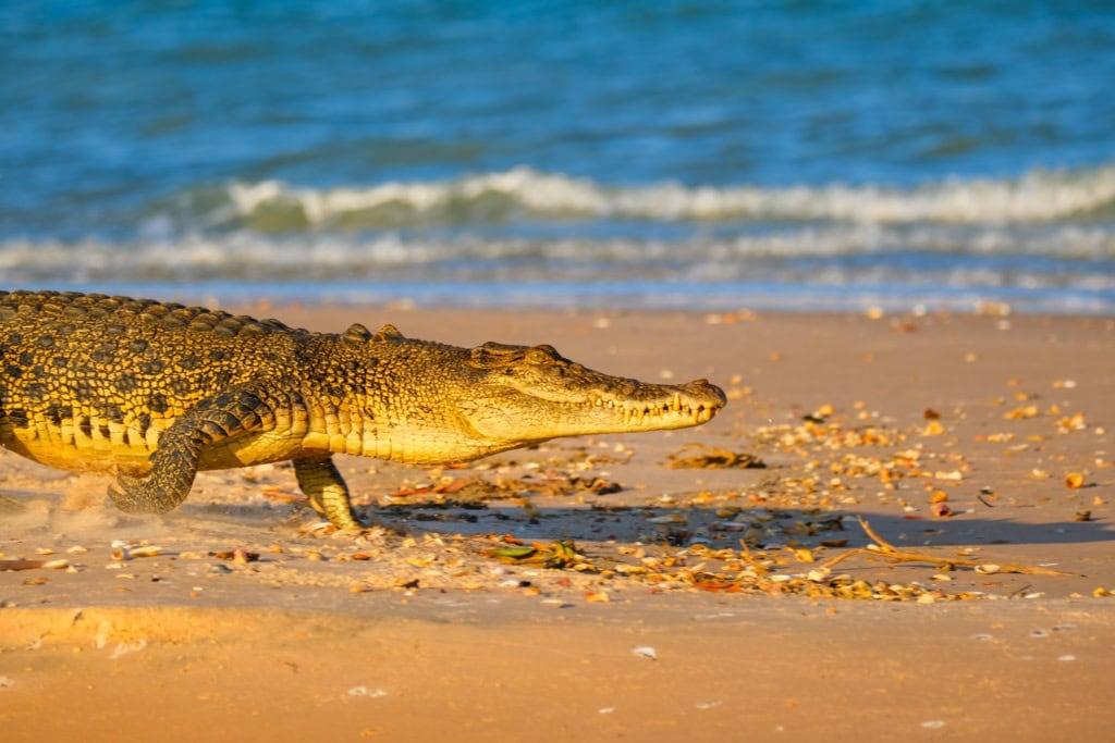 Ein Salzwasserkrokodil am Strand.