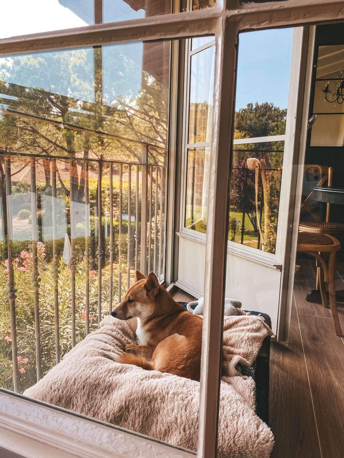 Shiba Inu liegt mit Plüschtier auf einem Hundebett aufder vergitterten Veranda eines Mobilheims, dahinter ein gepflegter Gartenpark.