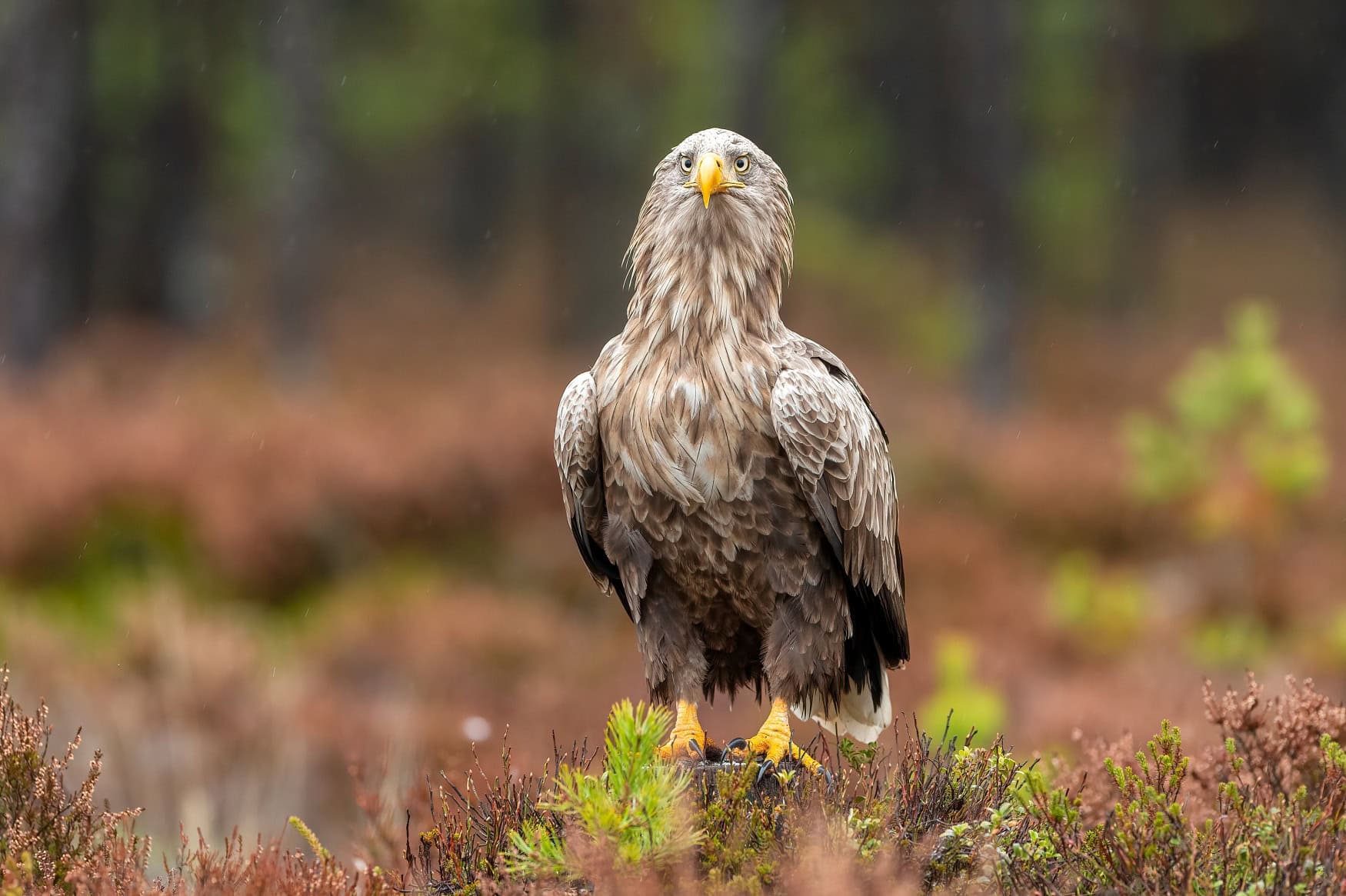 Ein großer Seeadler sitzt in einer Heidelandschaft und blickt direkt in die Kamera
